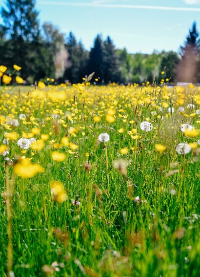 Blühende Wiese mit Butterblumen und Pusteblumen