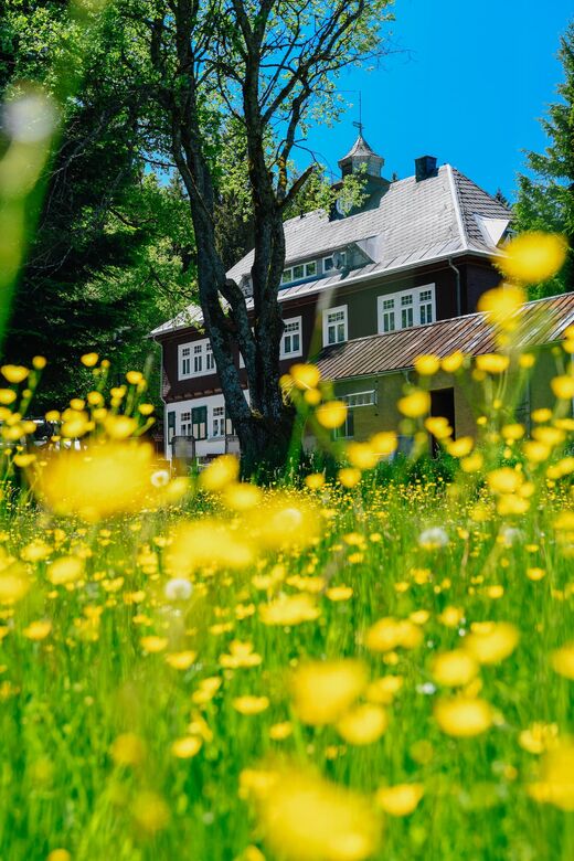 Haupthaus mit Uhrtürmchen hinter einem Baum und einer Wiese voller Butterblumen